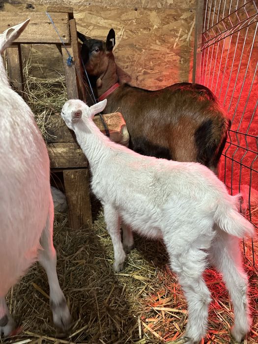 Disponibil tapisor saanen