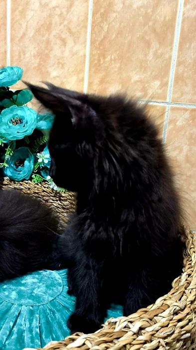 Солидные и Чёрные на Серебре - МЕЙНКУНЧИКИ