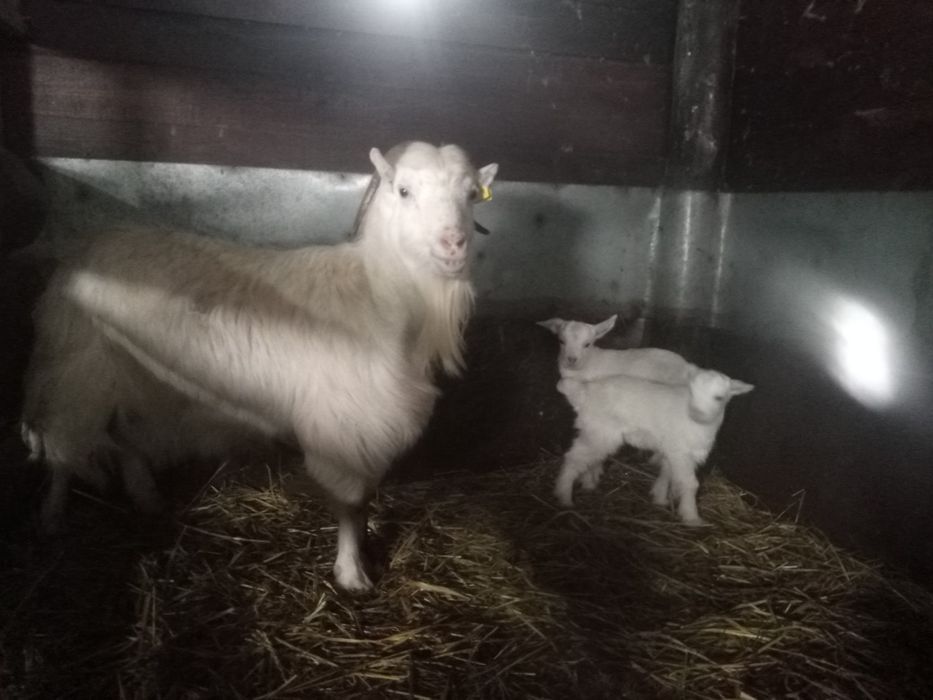 Продам  коз с козлятами