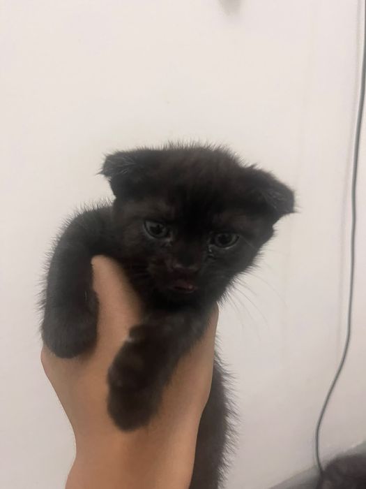Шотландтық (Scottish Fold) марғаулар сатылады