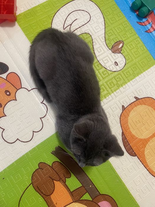 Отдам Друга.