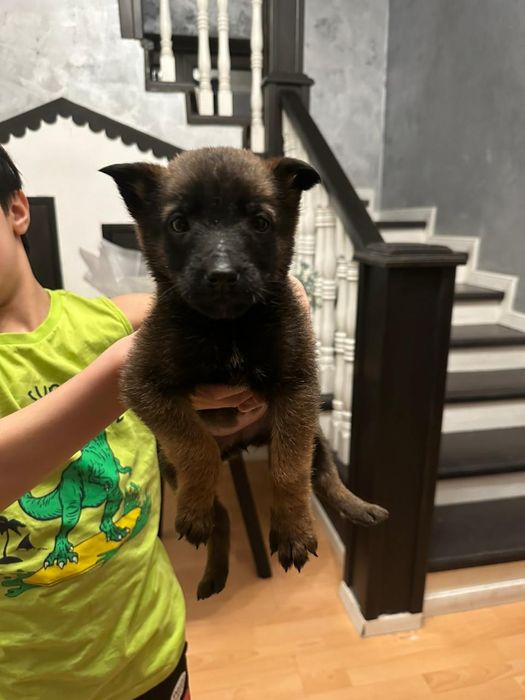 Щенок бельгийской овчарки малинуа