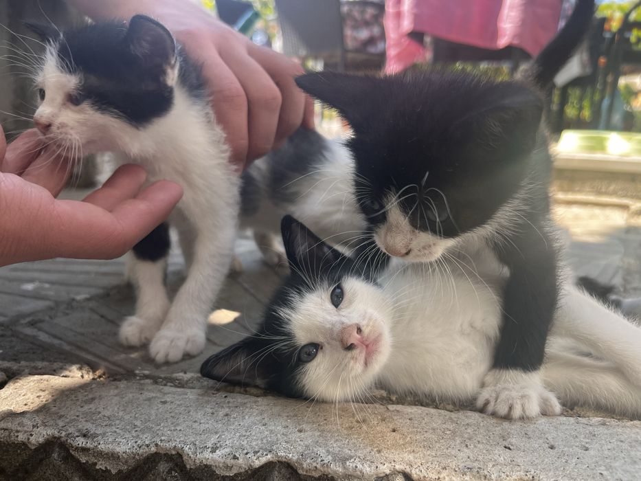 Подарявам малки котенца на  1 месец