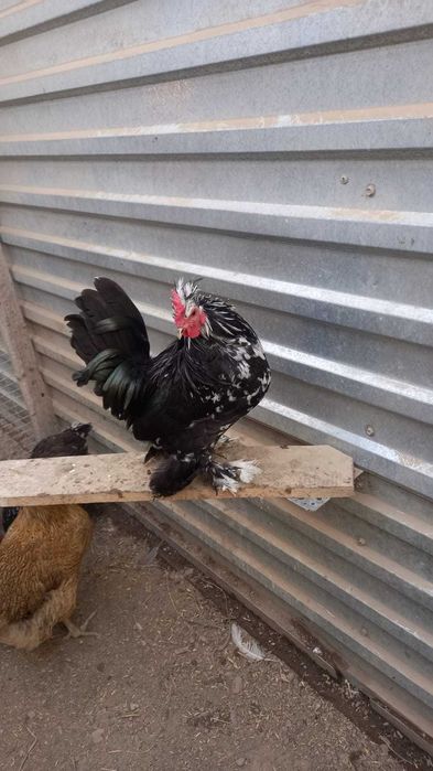 Карликовые Петушки