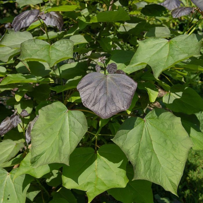 Catalpa Purpea .