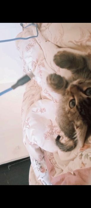 Отдам в хорошие руки..