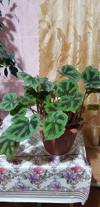 Продам цветы комнатные