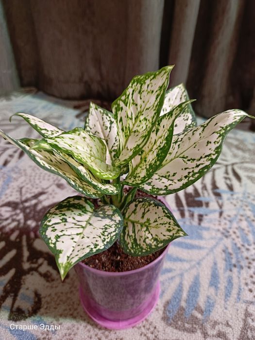 Комнатные растения