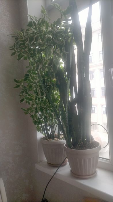 Продается цветы разние длина 1м 30см