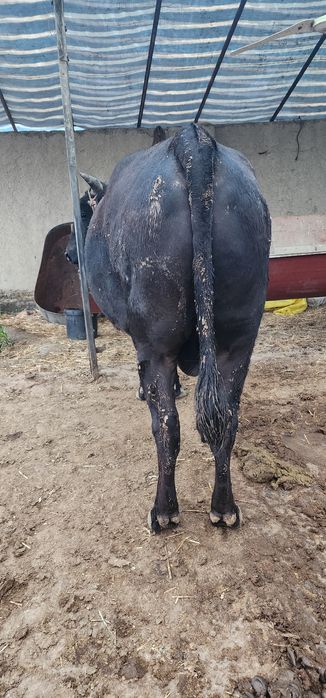 Buqa sotiladi. Juda zor boqilgan