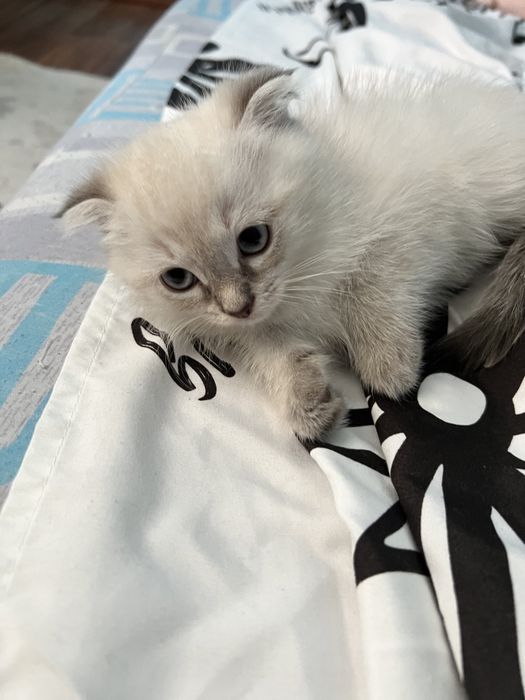 Веслоухие котята