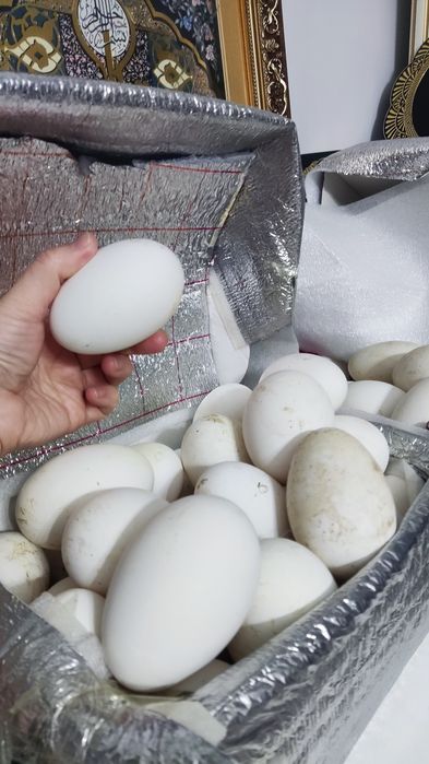 Қаздың жұмыртқасы