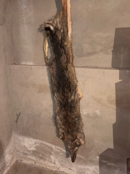 Продается шкура степного волка