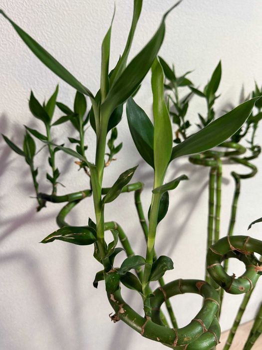Продаётся «Бамбук счастья» (Dracaena sanderiana)