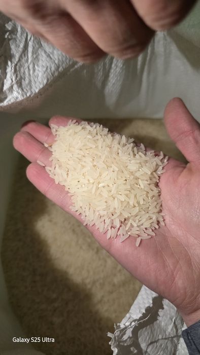 Сифатли хоразм лазер  гурунчи
