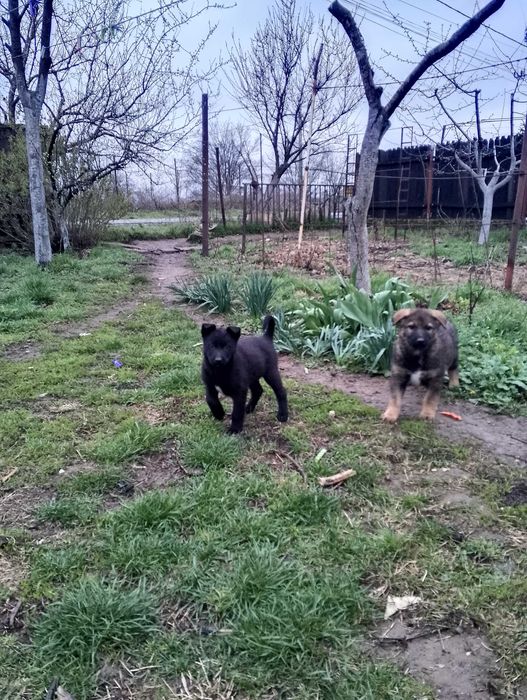 Ofer gratuit căței