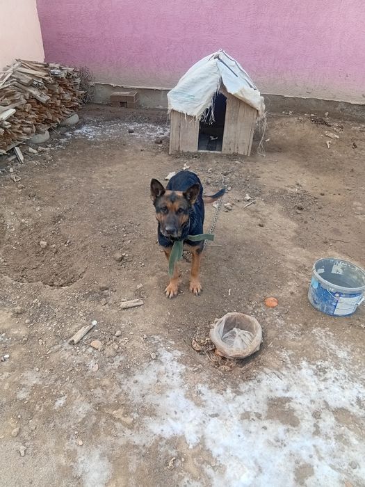 Овчарка ит беремин тегин бесплатно