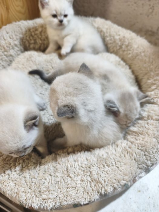 Британски котенца