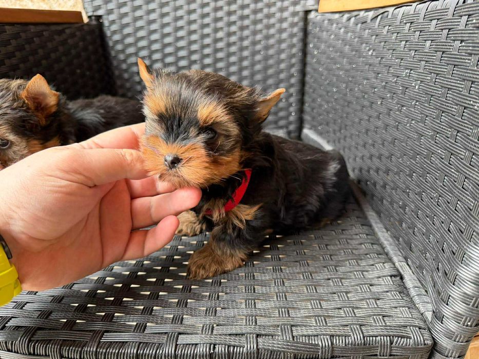 Мини Йоркширски териер