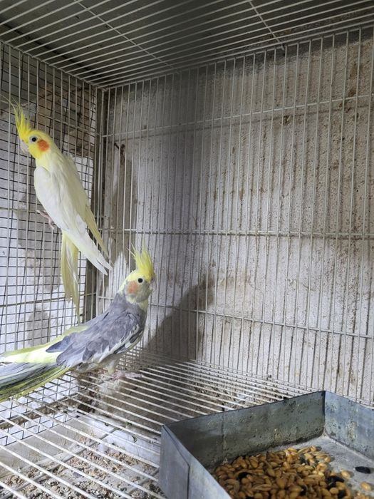 Продаём попугаев
