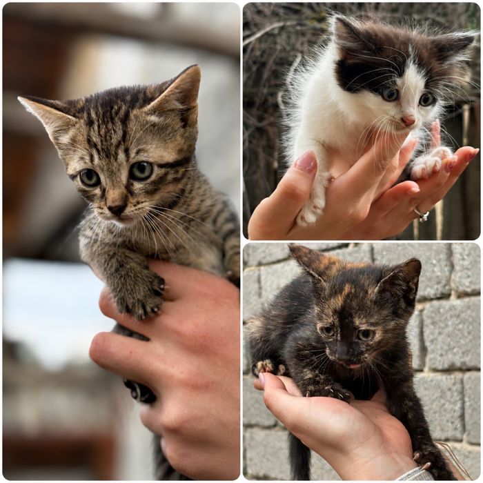 Puiuți de pisică spre adopție