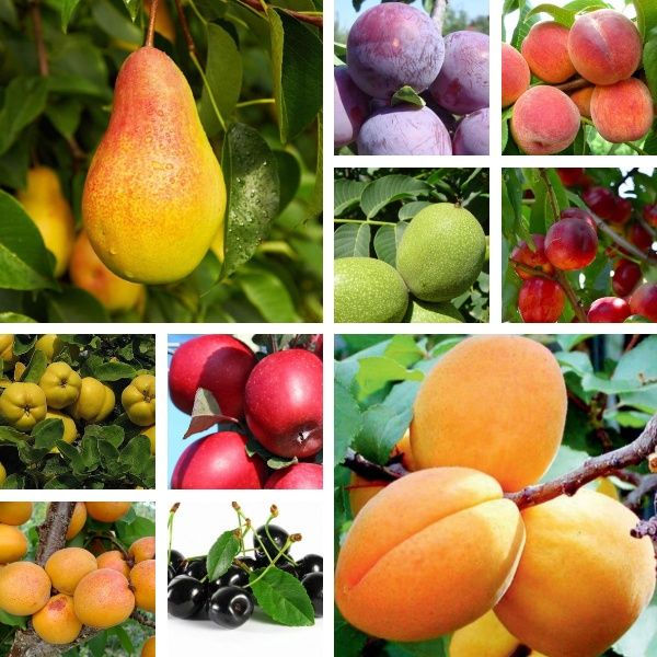 Pomi Fructiferi Clasici