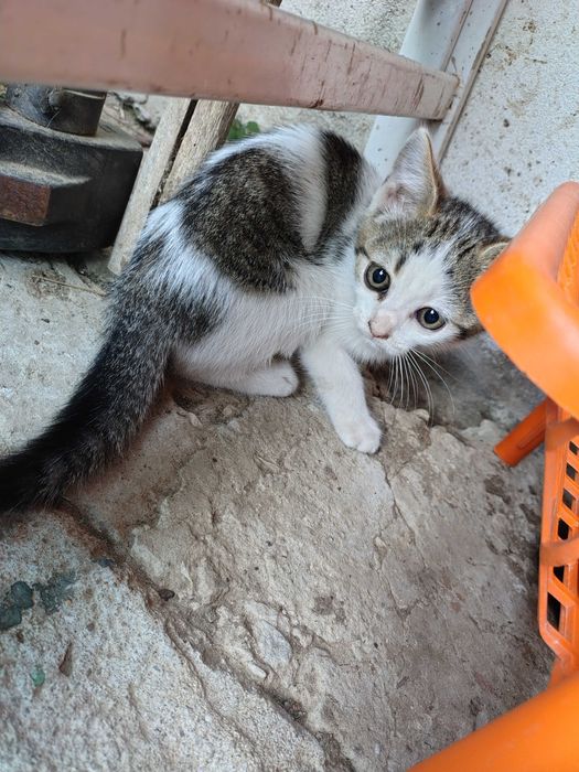 Подарявам дворни котенца
