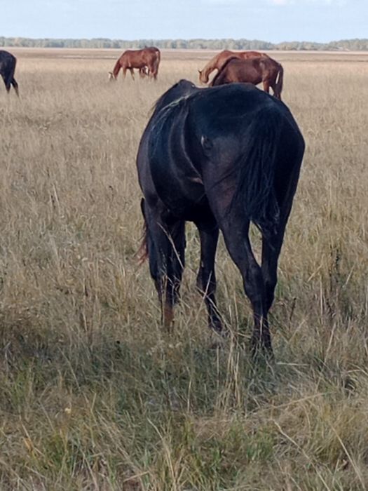 Продам кобылу 4,5 года