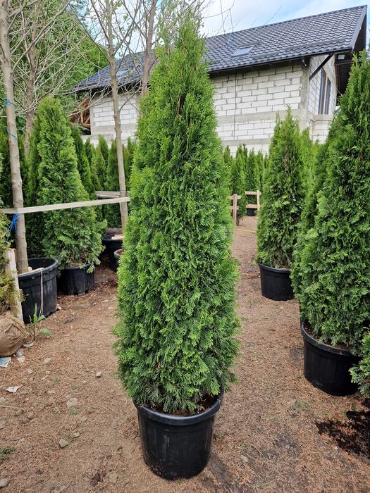 Tuia la ghiveci ( smarald, occidentalis columnaris etc )
