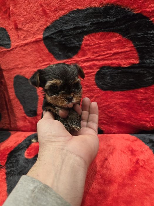 Мини йоркширски териер