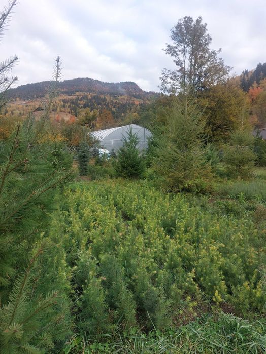 Puieti duglas Pseudotsuga menziesii ghiveci P12- plantare 12 luni/an