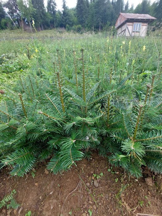 Puieti brad Abies grandis- calitate Premium- parfum intens de citrice