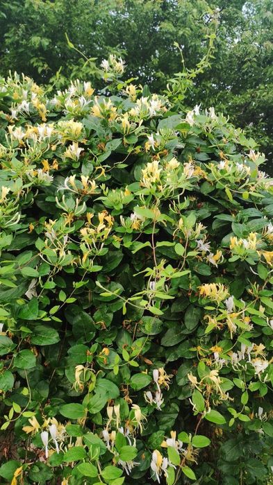 Жасмин вечнозелёная лиана, Жасмин кишда хам совук урмайди