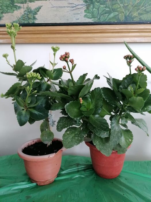 Продам Декоративное Каланхое