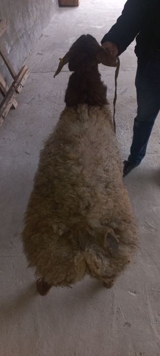 Арашан кузи кучкор сотилади