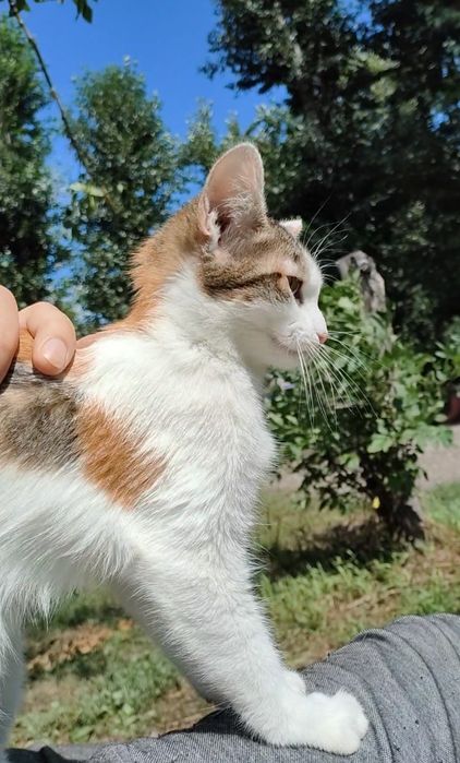 Кошка, котенок, стерилизована