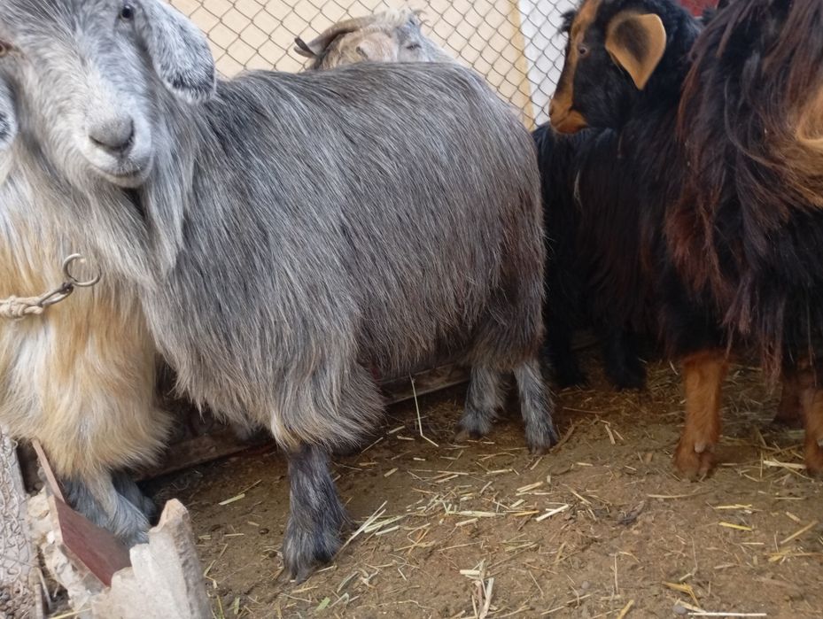 Urgʻochi echkilar sotiladi. 6 ta bogozlari ham bor. Inshaollox yaqinda