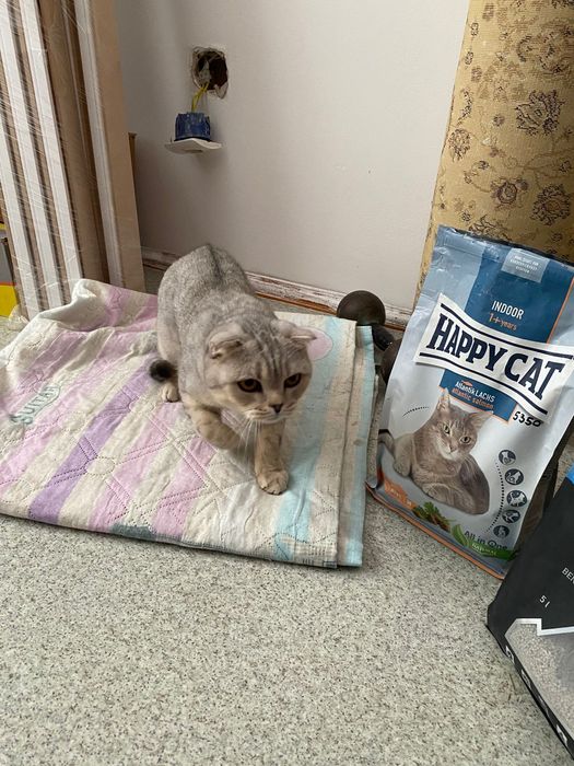 Шотландская веслаухая