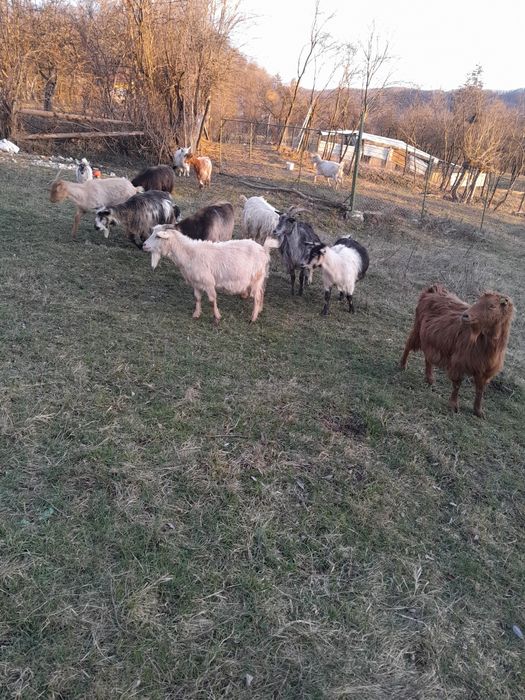 Capre tinere gstante