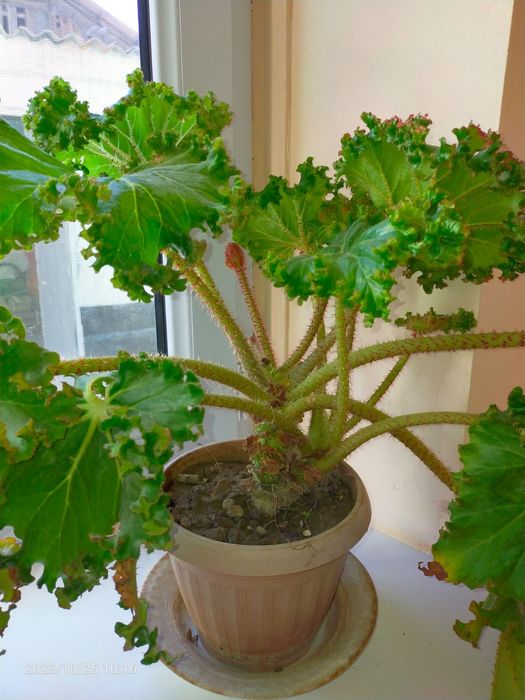 Комнатные домашние цветы