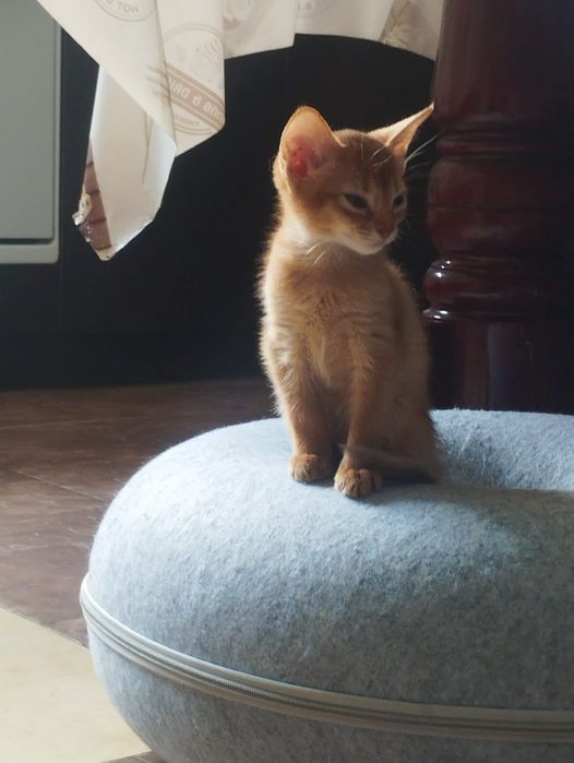 Абисинские котята