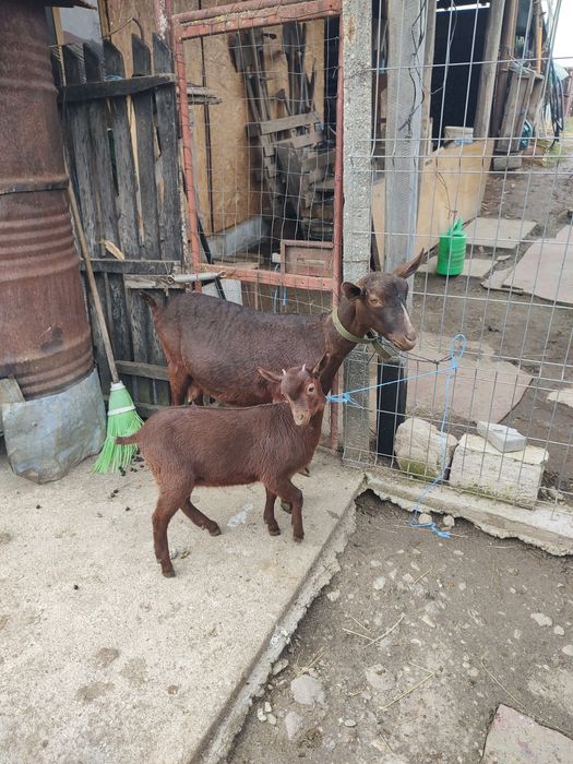 Vând ieduță murciană