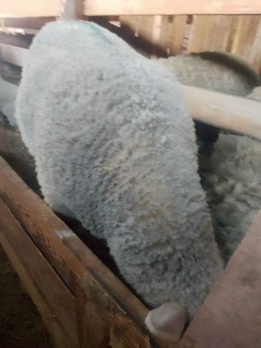 Vând berbecuți din rasa Ile de france părinți cu pedigri