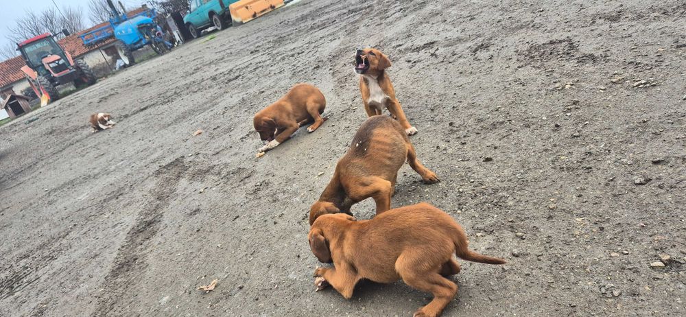 Гончета на 55 дни