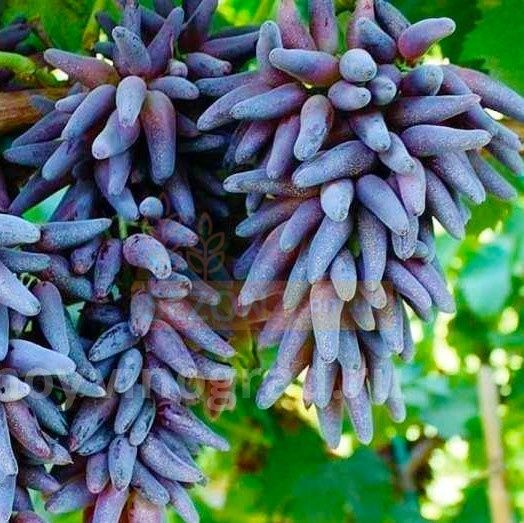 Аватар, рататуй, ламборджини узум  каламчалари ва кучатлари