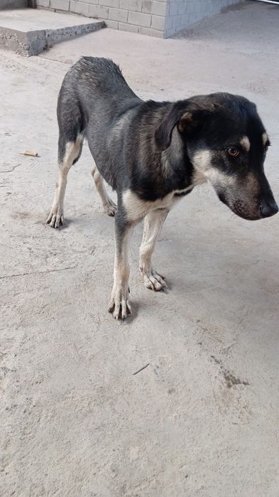 Собака в хорошие руки