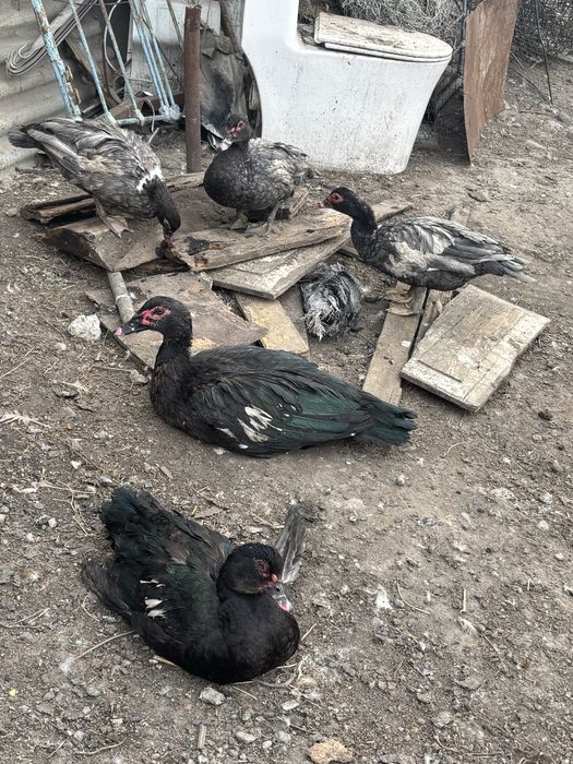 Продам индоуток