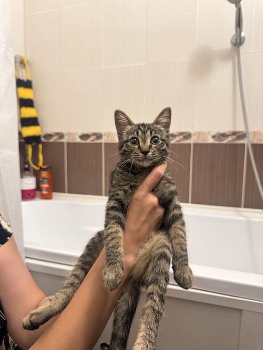 Котенок полосатый