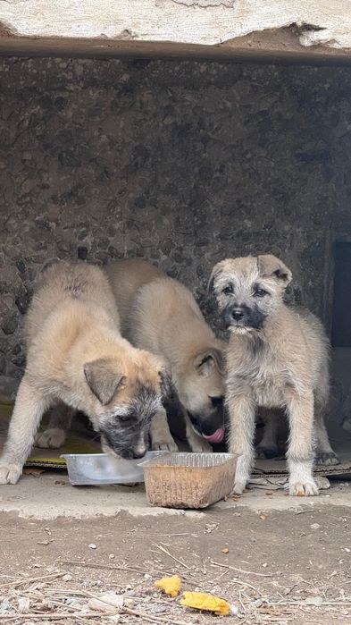 Отдам щенят в добрые руки