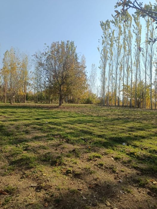 15 суток йир сотилади